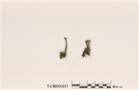 藏品(麩石蕊)的圖片